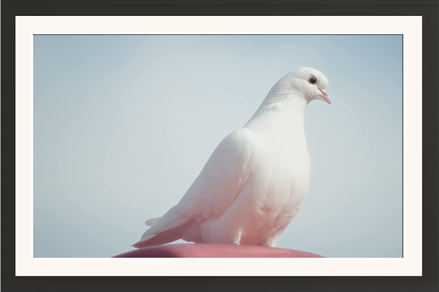 FRAMES CAPITAL A Lucky White Pigeon 14 Wall Hanging Framed Photo Without Glass For Home Decor, Living, Drawing and Bed Rooms (13 X 18 Inch) (13 X 18 Inch)