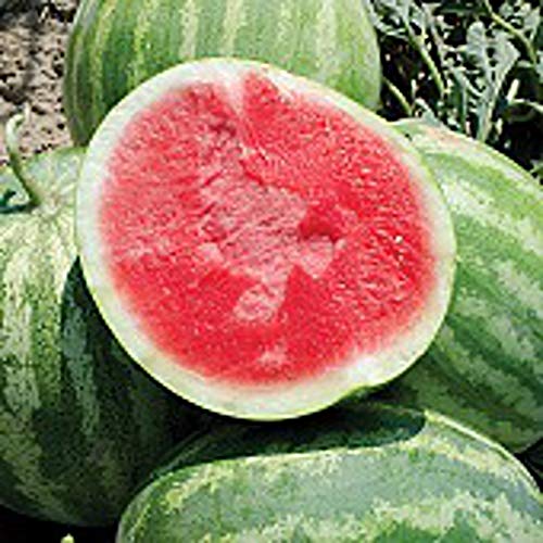 Unknown Red Rock Watermelons (Seedless) Seeds (25 Seed Packet) (More Heirloom, Organic, Non GMO...