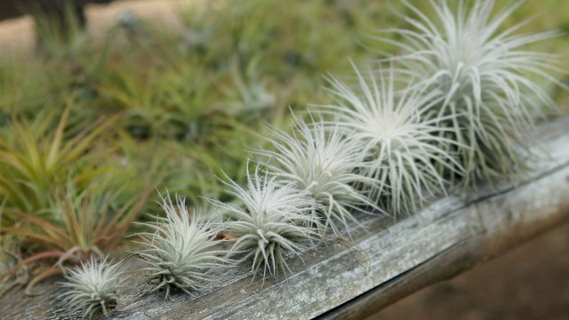 ブロメリア・エアープランツ Tillandsia 'Succulent Form' x Nizanda Amazon.com : Jumbo Tectorum Ecuador Air Plant - Live