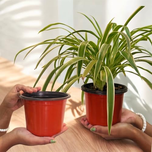 Image of Thermoformed Plastic Flower Pots, Durable, Flexible, Unbreakable, Multiple Drainage Holes, Best for Indoor Plants, Terrace Garden, Nursery (Pack of 60, 5 Inch LH)