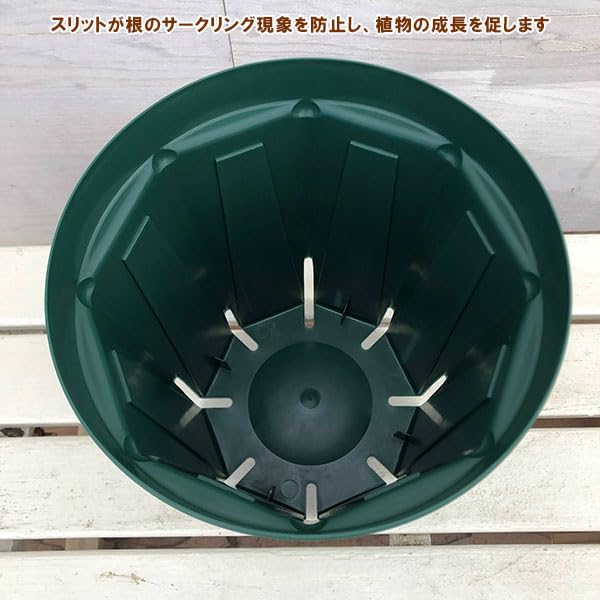 Amazon.co.jp: スリット鉢8号ロングタイプ CSM-240L（モス