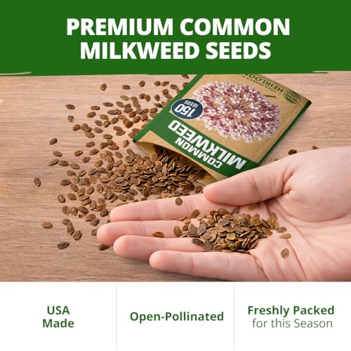 Image of HOME GROWN Common Milkweed Seeds, 150 Seeds, Asclepias syriaca