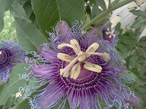 Incense Inspiration Passion Flower - Passiflora - Indoors/Out! - 4