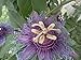 Incense Inspiration Passion Flower - Passiflora - Indoors/Out! - 4" Pot