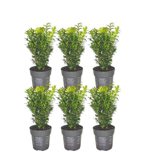 Buxus Sempervirens – wiecznie zielona roślina żywopłotowa – 6 roślin – długość całkowita 1 m – Ø 12 cm – wysokość 20 cm – łatwa w pielęgnacji roślina ogrodowa