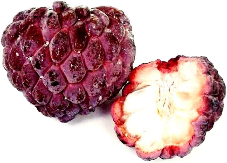 Thai Red Annona Sugar Apple 10 Seeds ThailandMrk