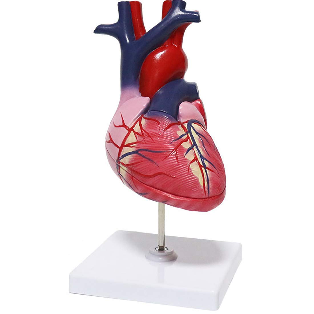 Modello di Cuore Anatomia, Formato di Vita Modello Cuore Umano Anatomia elementare 2 Parti Modello di Cuore per la Scienza Display Strumento didattico