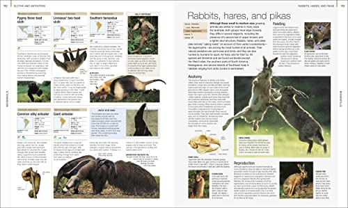 Image of Animal: The Definitive Visual Guide (DK Definitive Visual Encyclopedias)