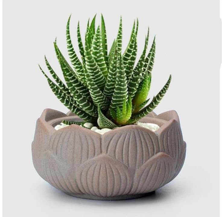 Zebra Plant with Pot Live Indoor Plants for Home Bedroom Living Room Indoor Gardening Green Plants Setup (Pack of 2)-image-22