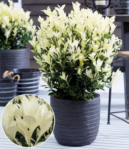 BALDUR Garten 1x Euonymus 'Himalaya', Pflanze im 2 Liter-Topf, weißer Neuaustrieb, immergrün, winterhart & mehrjährig, pflegeleicht, ideal für Beet & Kübel