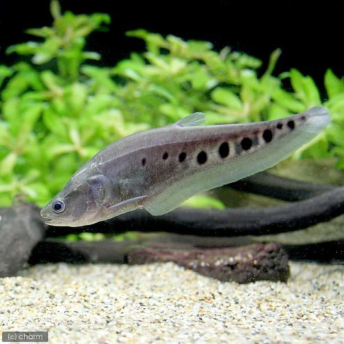 スポテッドナイフ(熱帯魚) Amazon | （熱帯魚）スポッテッド・ナイフフィッシュ Sサイズ（1匹