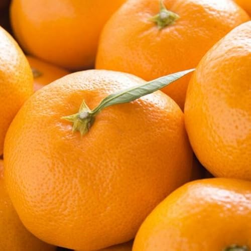 [先行予約][秀品]和歌山下津みかん約6kg(2Lサイズ)[TM75]