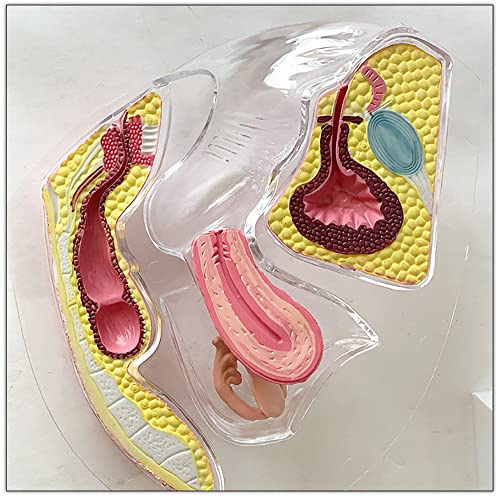 Modèle d'utérus transparent avec structure utérine visible pour cours - 6