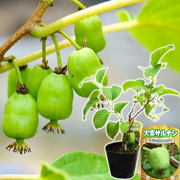 巨大苗202cm．植木鉢収穫可・糖度モンスター、キングナムワ◇耐寒性