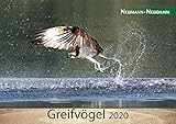  Greifvögel 2020