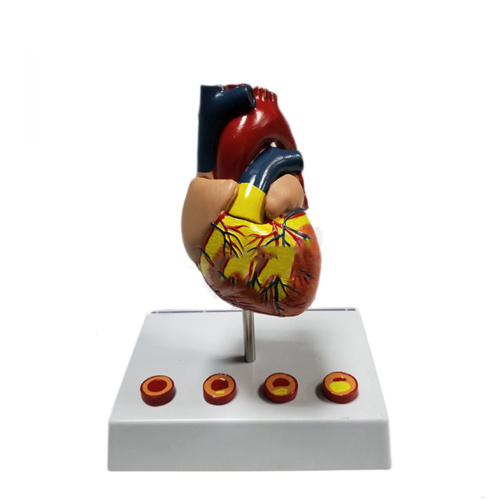 Buy Human Heart Model, Genuine Life Size Cardiac Anatomical Model with