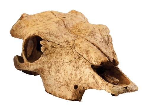 Exoterra Décoration Buffalo Skull pour Reptiles et Amphibiens 11x23x23 cm