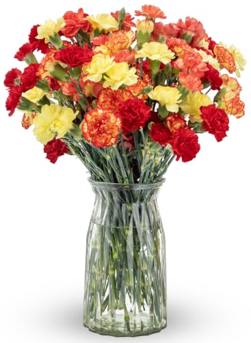Benchmark Bouquets Mini Carnation Bouquet – Fresh Flowers for Delivery – Fall Flowers – Fresh...