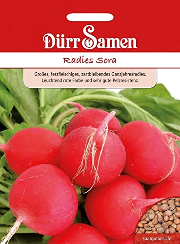 Radies Samen Sora Radiesensamen Rote Radiesen ca 750 Korn Saatgut Gemüse Gemüsesamen Garten Hochbeet Dürr Samen