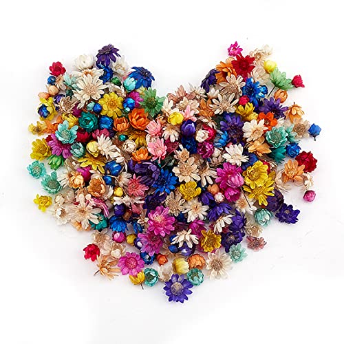 Queenbox 200pcs Colorful Mini Star Daisy Dry Flowers, Art Craft Brazilian Natural Dried Floral Head for Wedding Confetti Soap Candle Scrapbooking DIY Resin