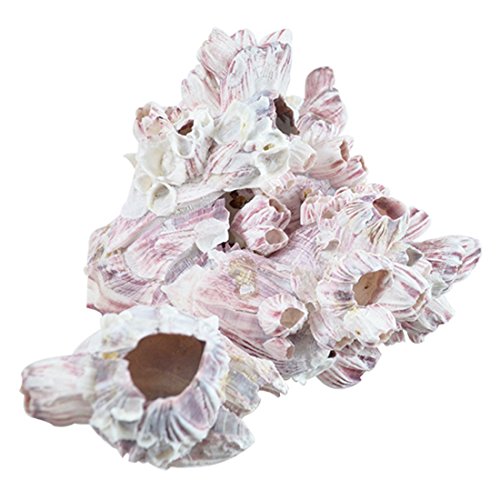 Image of Small Barnacle Cluster Aquarium and Terrarium Ornament Piece for Decoration, 5-7 inch, Each