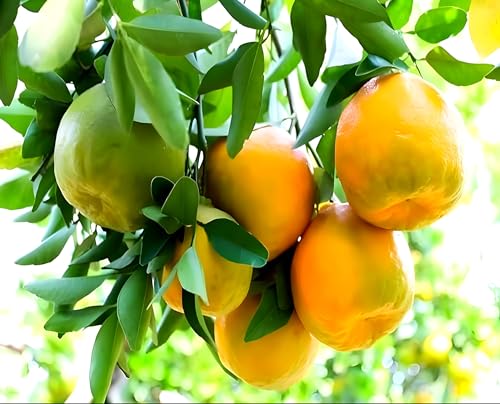 Image of Sweet Nagpur Mandarin Variety Orange Hybrid Grafted Healthy Live Plant1.5-2 Ft Size(Fruit After 1 Year) Pack of 1