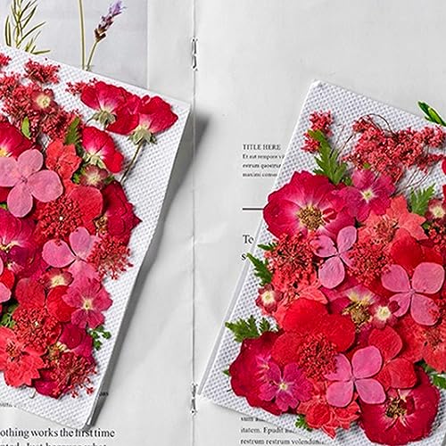 flores pressionados,plantas para registro no diário - plantas para registro no diário, álbum recorte