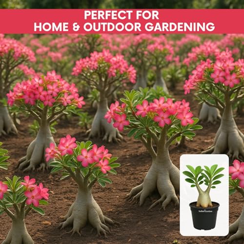 Image of Indian Gardens - Adenium Arabicum Live Plant in Black Pot | Desert Rose Bonsai | Low Maintenance Ornamental Plant for Home & Garden (Arabicum, 4 ' (Min : 2))