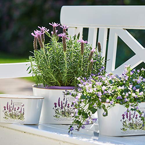 Lavender De Provence, Set Of 3, French Country Style Planters, Rustic White With Purple And Green Botanical Details, White Painted Zinc With Gold Finished Rolled Rims, 10 1/4, 9 And 7 3/4 Inches #TOP1