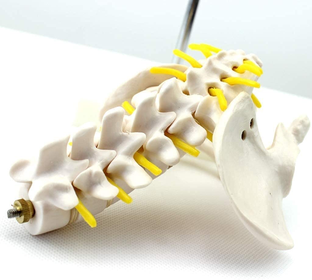 Model kości lędźwiowej Materiał PVC Anatomia człowieka Kość Medyczna Kość Nauka Dekoracja Statua
