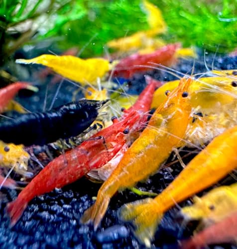 Aqua Breeding Skill Set aus 10 lebenden Neocaridina Aquarium Garnelen friedliche Bewohner für Aquarien Größe 1,5-2 cm