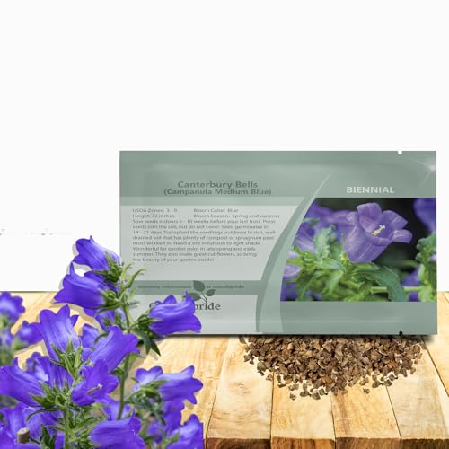 Outsidepride Medium Blue Canterbury Bells Flower Seeds - 5000 Pcs Biennial Easy to Grow Cut Flower Garden Seeds with Charming Bell-Shaped Blooms for Floral Arrangements, Borders, & Cottage Gardens