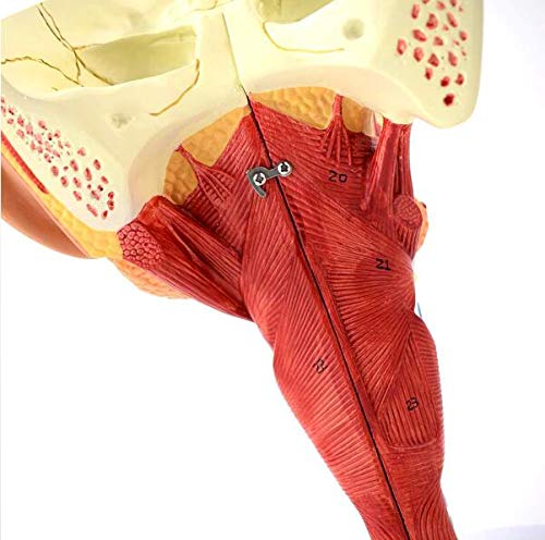 Anatomia głowy Mięsień gardłowy, gardło, usta, nos, język Model anatomiczny Narządy medyczne Materiały dydaktyczne