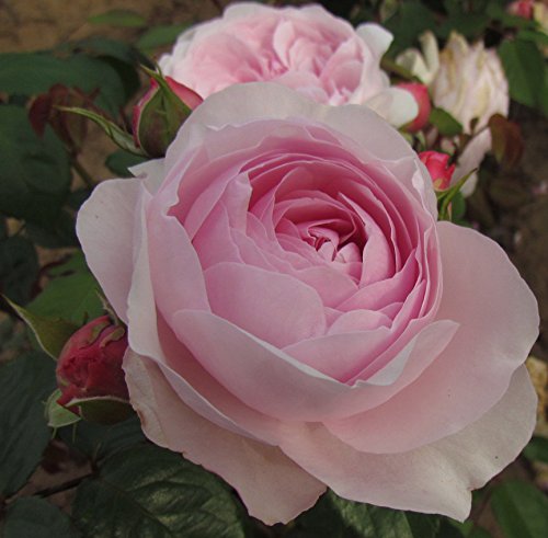 David Austin Olivia Rose English Shrub Rose Bush – Soft Pink Blooms, Strong Fruity Fragrance, In 3L Pot (Pruned)