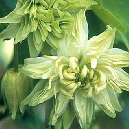 25+ Aquilegia Lime Sorbet Flower Seeds / Columbine / Perennial
