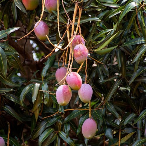 mango enanos de interior exóticas interior bonsái bonsái semillas trepadora lecho elevado en 15pcs