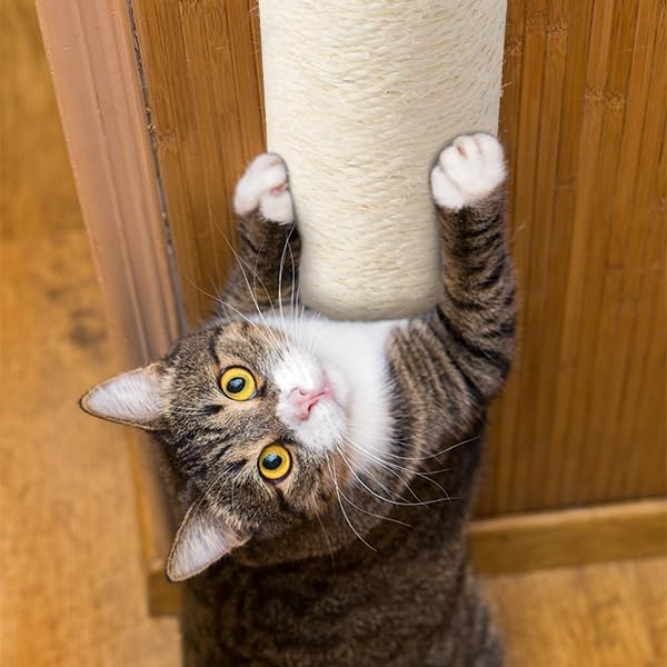 Image of Wall Mounted Cat Scratching Post for Indoor Cats | Kitten Wall Shelves Climbing Furniture| Sisal Rope Cat Claw Scratcher Tree (Wall Mount)