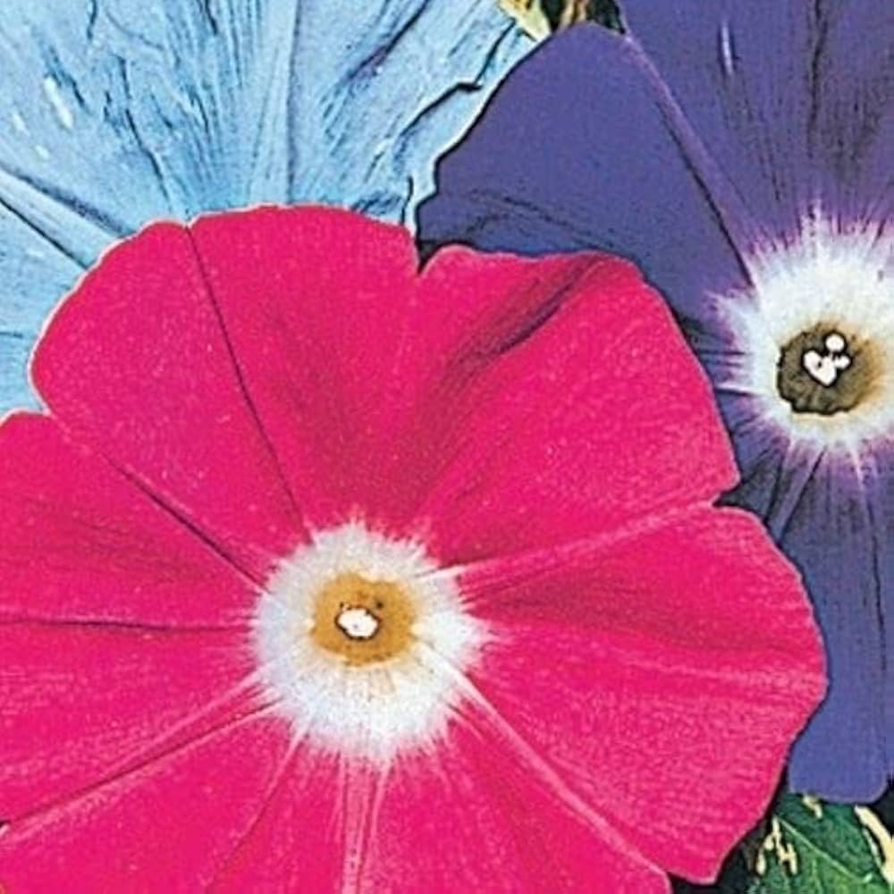 あさがおのたね朝顔の種 Amazon.co.jp: 朝顔の種 50粒 花 あさがお たね : DIY・工具