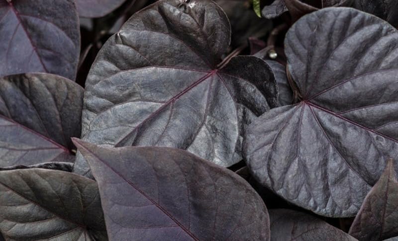 Image of Purple Black Sweet Potato Vine Live Plant with Pot | Ornamental Ipomoea Live Plant | Fast Growing Hanging & Creeper Plant | Outdoor Decorative Foliage Plant for Garden, Balcony & Home