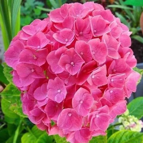 Image of Pink Hydrangea Live Flower Plant with Pot | Decorative Outdoor Flowering Shrub for Home Garden, Balcony & Terrace Gardening