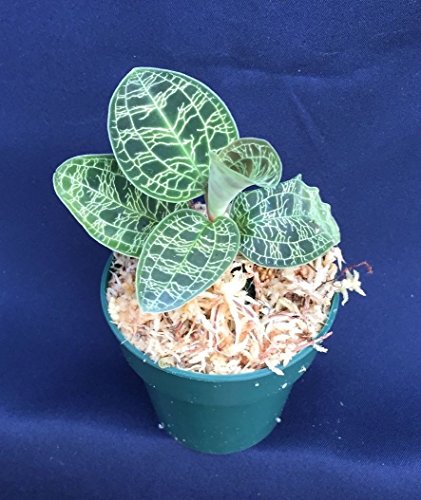 MACODES PETOLA, THE DIAMOND OF THE JEWEL ORCHIDS, SHIPPED IN A 2 1/2" POT