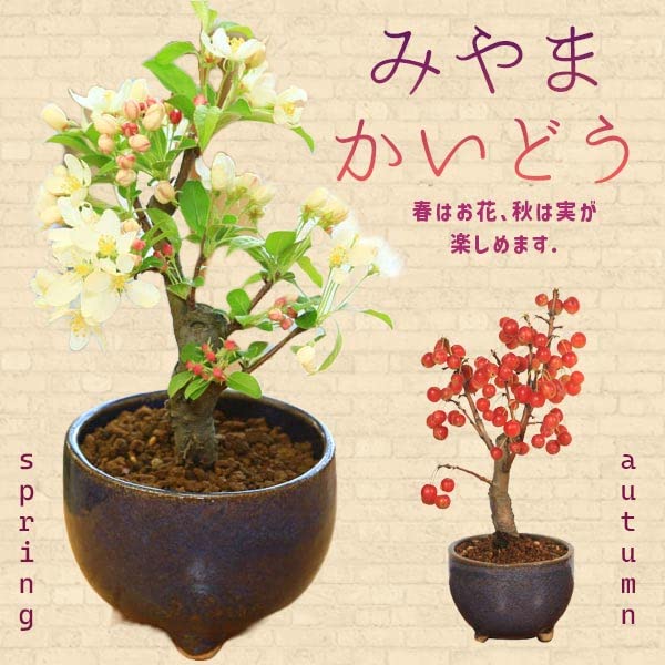 Amazon.co.jp: 遊恵盆栽：深山かいどう(信楽焼鉢)*bonsai 小品サイズ