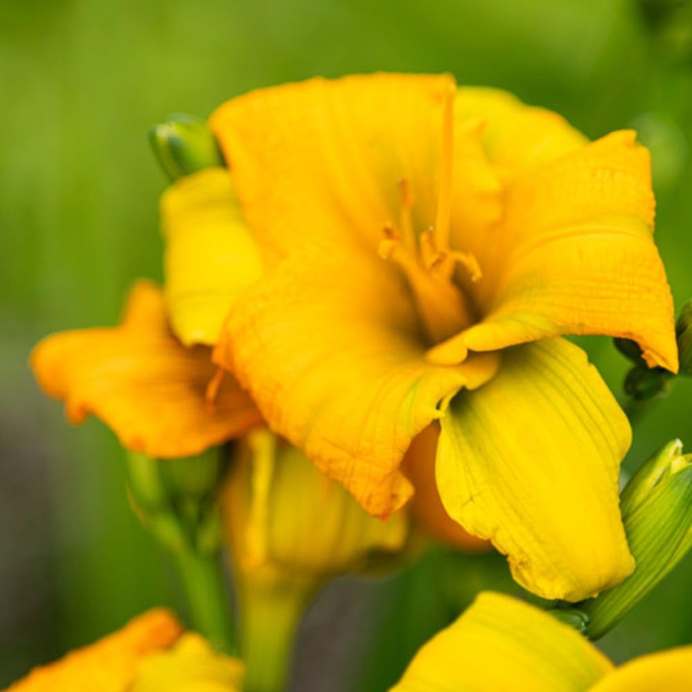 Hemerocallis ‘See You Tomorrow’ 2 x 1 Litre Pot – Long-Lasting Daylily with Up to 7 Day Blooms – Hardy Perennial Garden Plant – by Thompson & Morgan