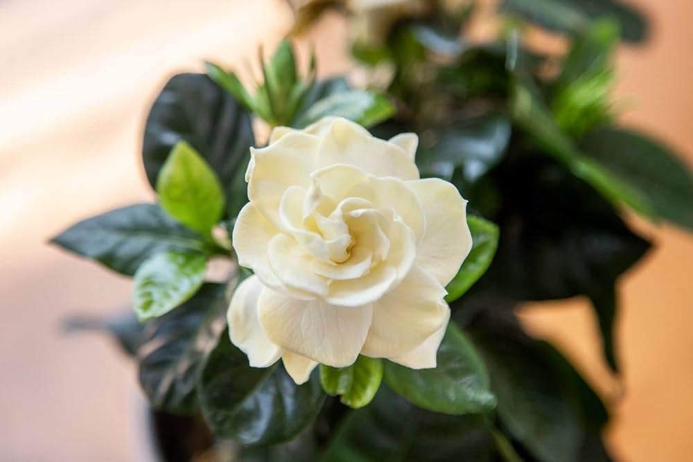 Most fragrance flower plant gardenia flower live plant for Home Garden Pack of 1 (B0D2P5S7BY) Amazon Price History, Amazon Price Tracker