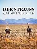 Der Strauß - Zum Laufen geboren
