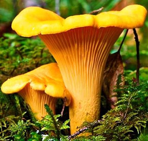 Miniatura 4 de RAISE ME UP Chanterelle - Sporas de hongos sin OMG, reliquia 100 semillas