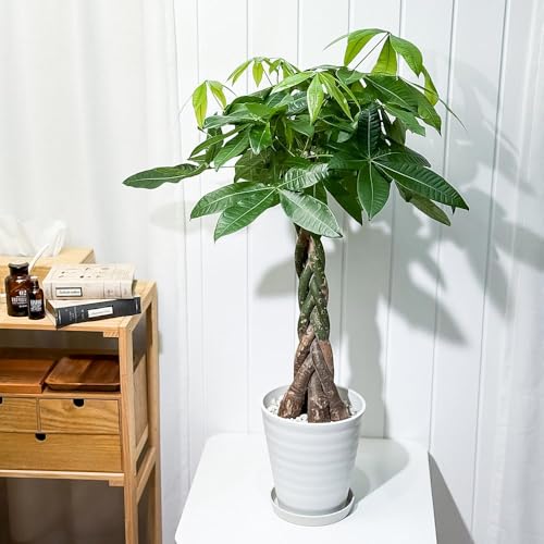 観葉植物 パキラ 編み」の人気商品一覧 | 安い商品を通販サイトから