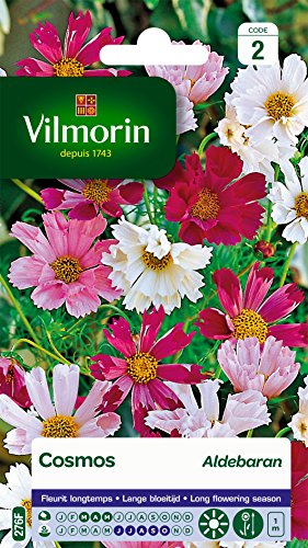 VILMORIN Cosmos Aldebaran pétales tubules