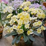 Semillas de rosa de porcelana, invernaderos balcón cotiledón Lewisia, semillas silvestres decoración variedades antiguas, Comprar 85pcs