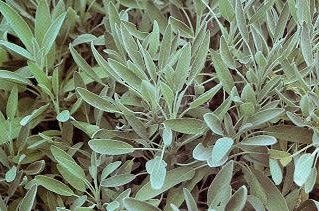 50 Semi di HR195 salvia (Salvia officinalis)